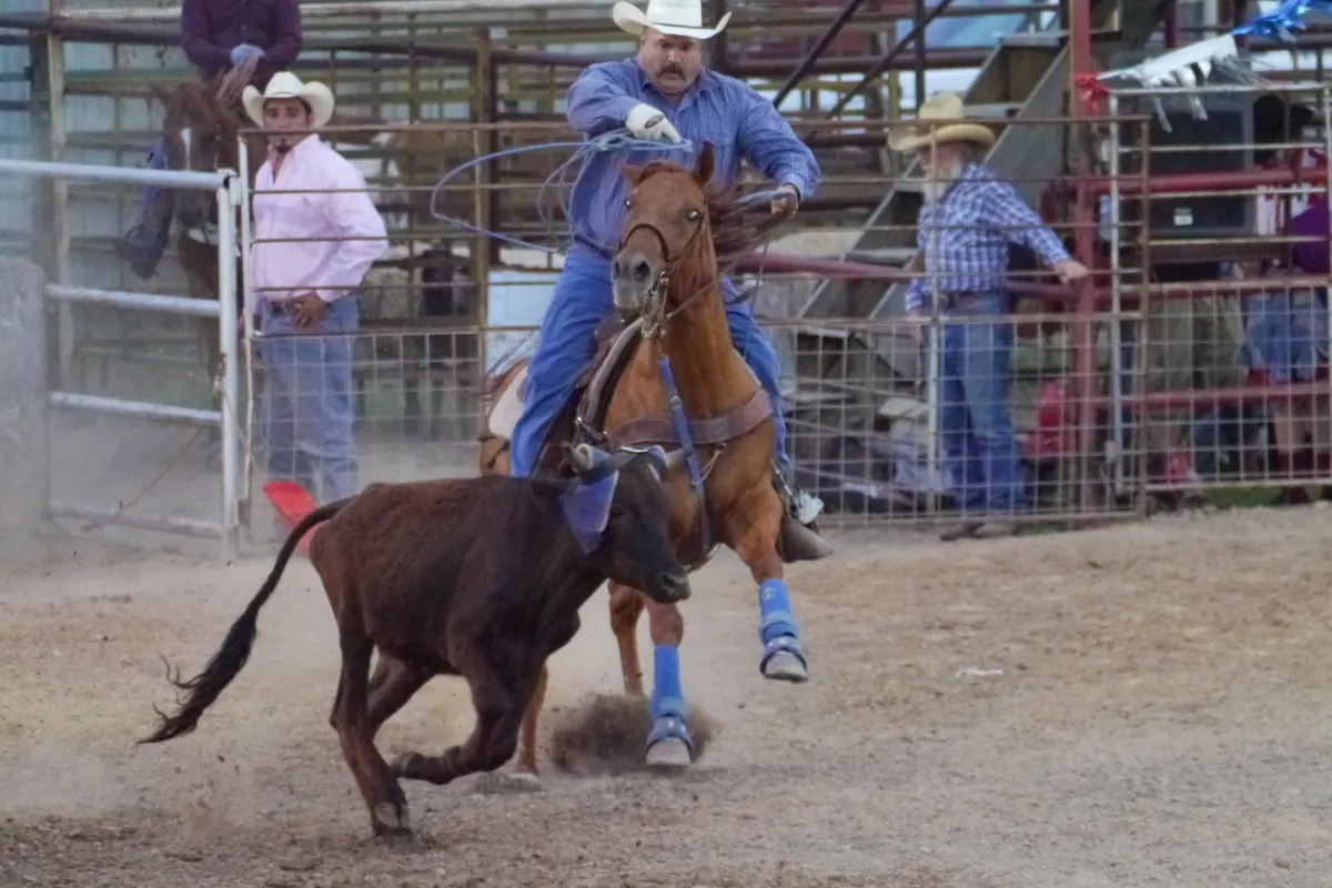 A rider in a blue shirt and white hat on a brown horse roping a running calf in a dusty ring