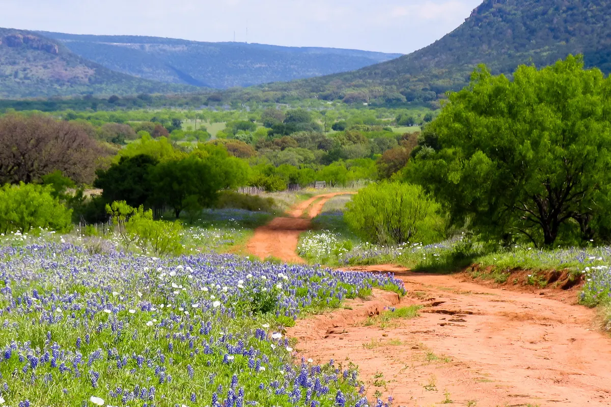 A dirt road winding through a Texas Hill Country valley of bluebonnets, with flat-topped hills behind.