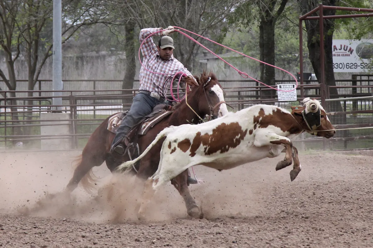 A rider on a brown horse swinging a rope at a running spotted steer in a dusty arena at a team roping event in New Braunfels, Texas.